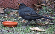 Amsel-trinkt-49.jpg